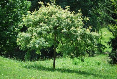 Fraxinus excelsior 'Jaspidea' - jasan ztepilý - letní habitus (32)